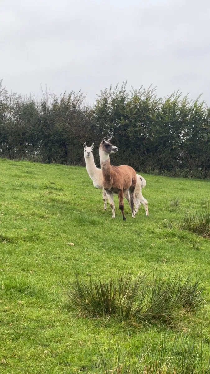 Llama - Image 2