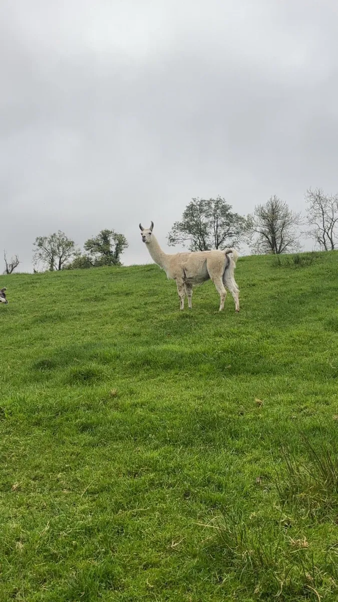Llama - Image 3