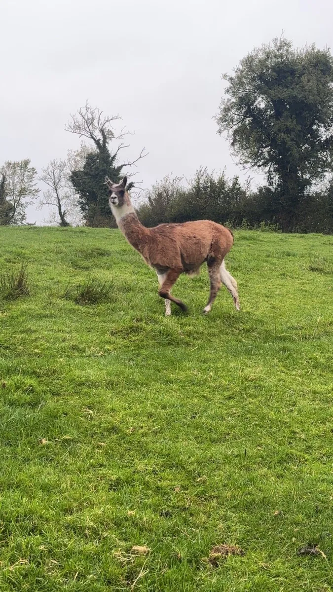Llama - Image 4