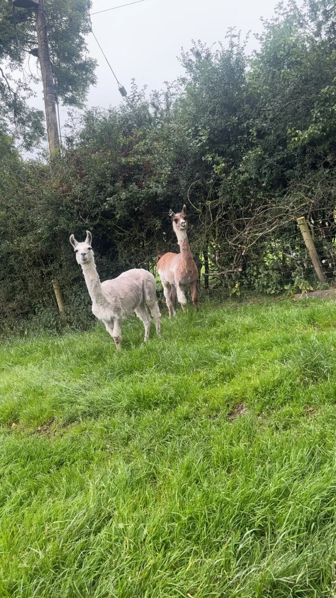 Llama - Image 1