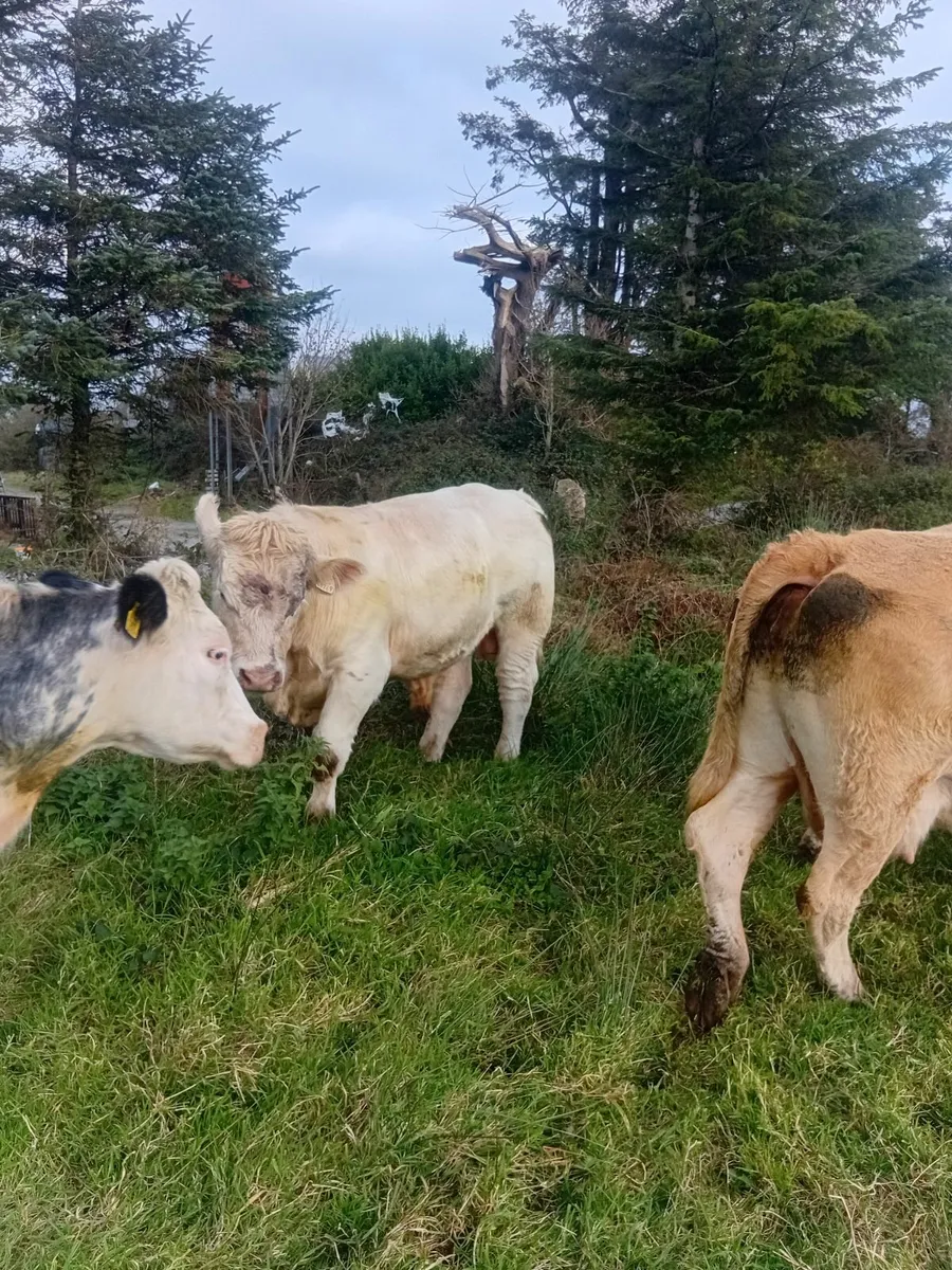 Charolais bull - Image 4