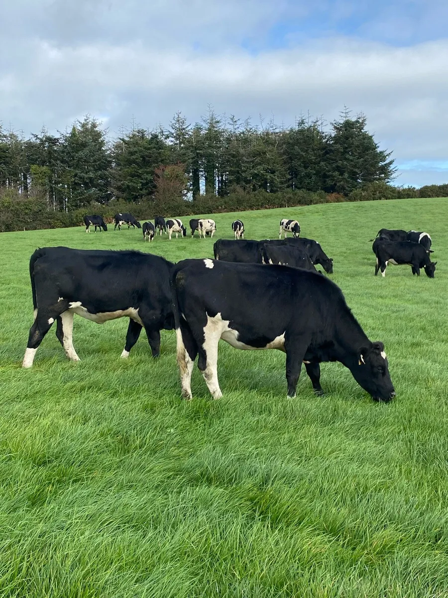 Fr Incalf Heifers for sale - Image 1