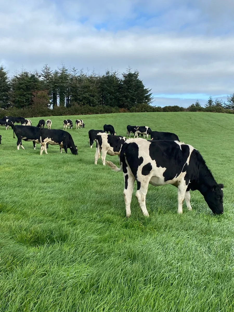 Fr Incalf Heifers for sale - Image 2