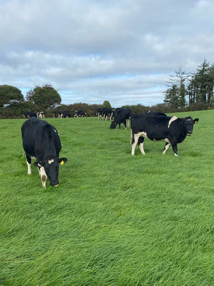 Fr Incalf Heifers for sale - Image 3