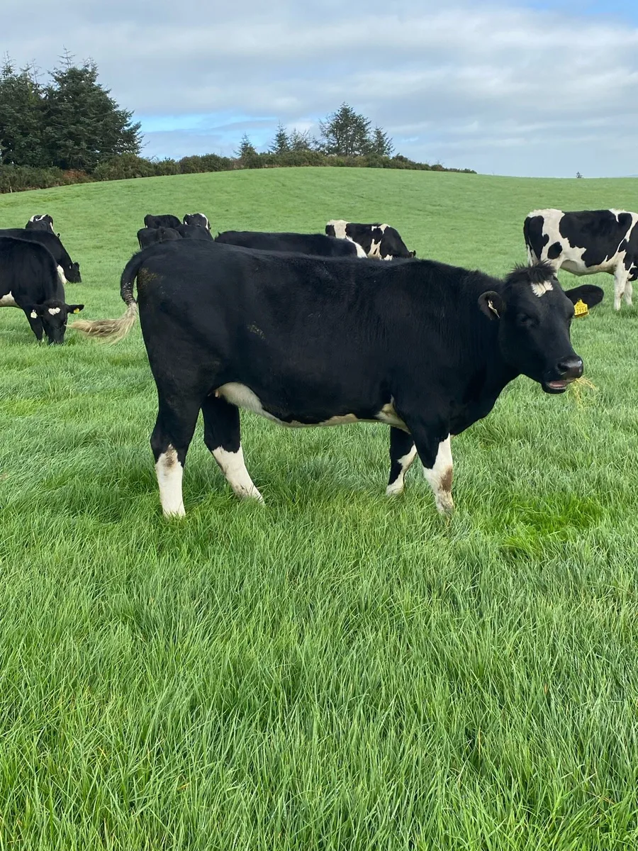 Fr Incalf Heifers for sale - Image 4