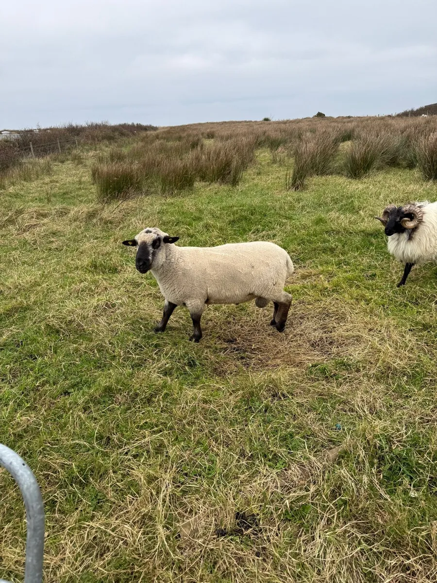 Pedigree rams - Image 1