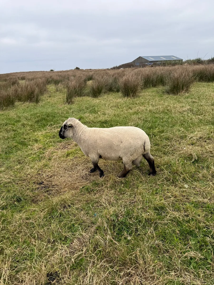 Pedigree rams - Image 2