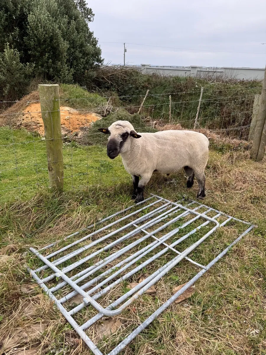Pedigree rams - Image 3