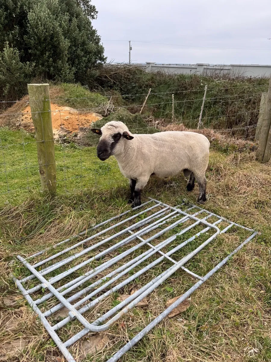 Pedigree rams - Image 4