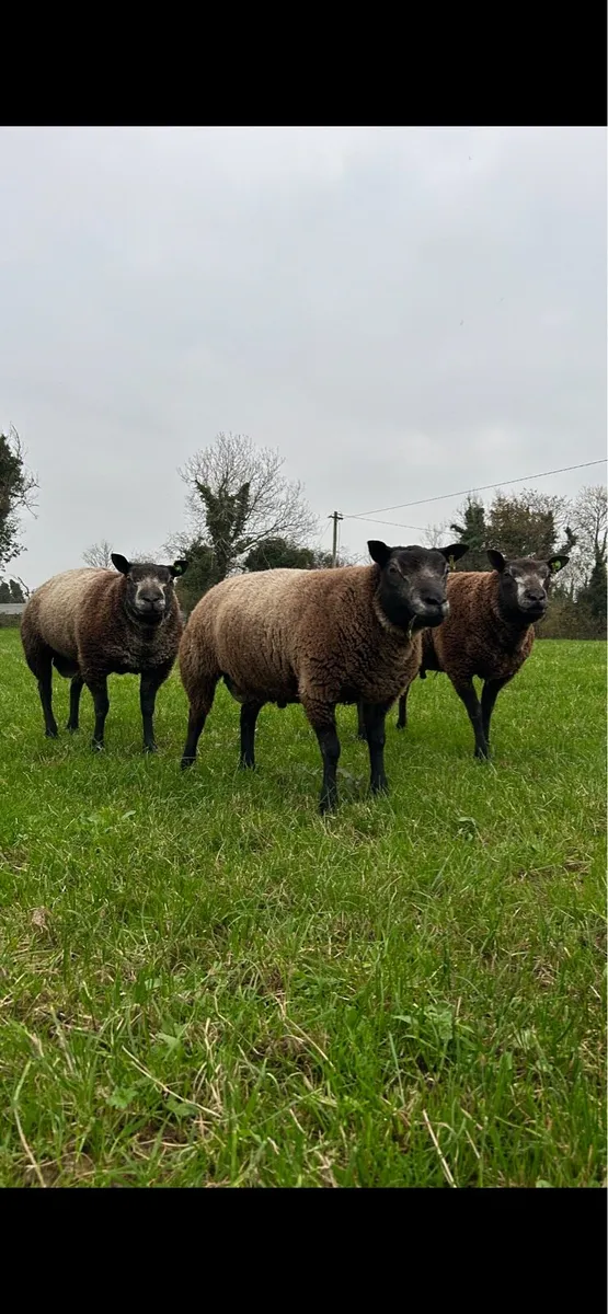 Blue Texel Rams- SIS Eligible - Image 1