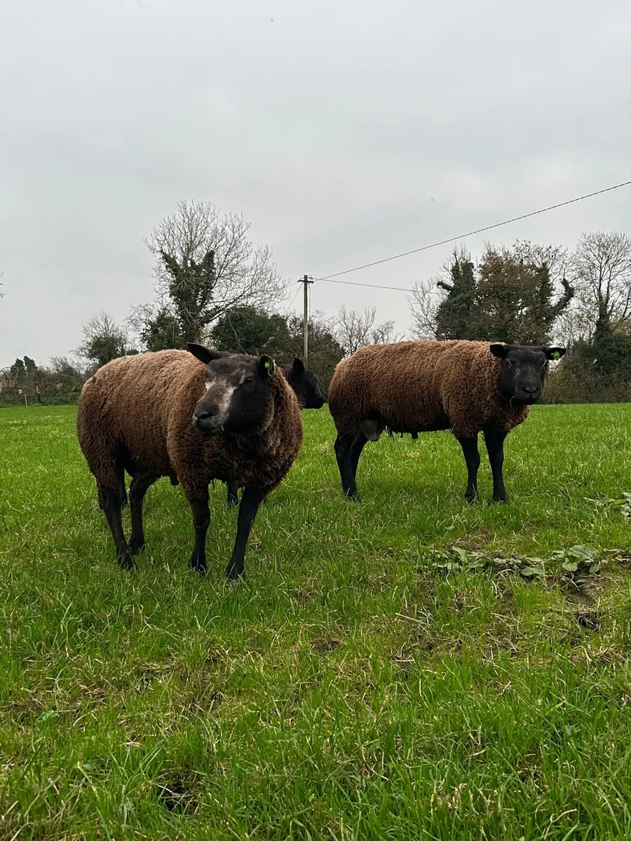 Blue Texel Rams- SIS Eligible - Image 2