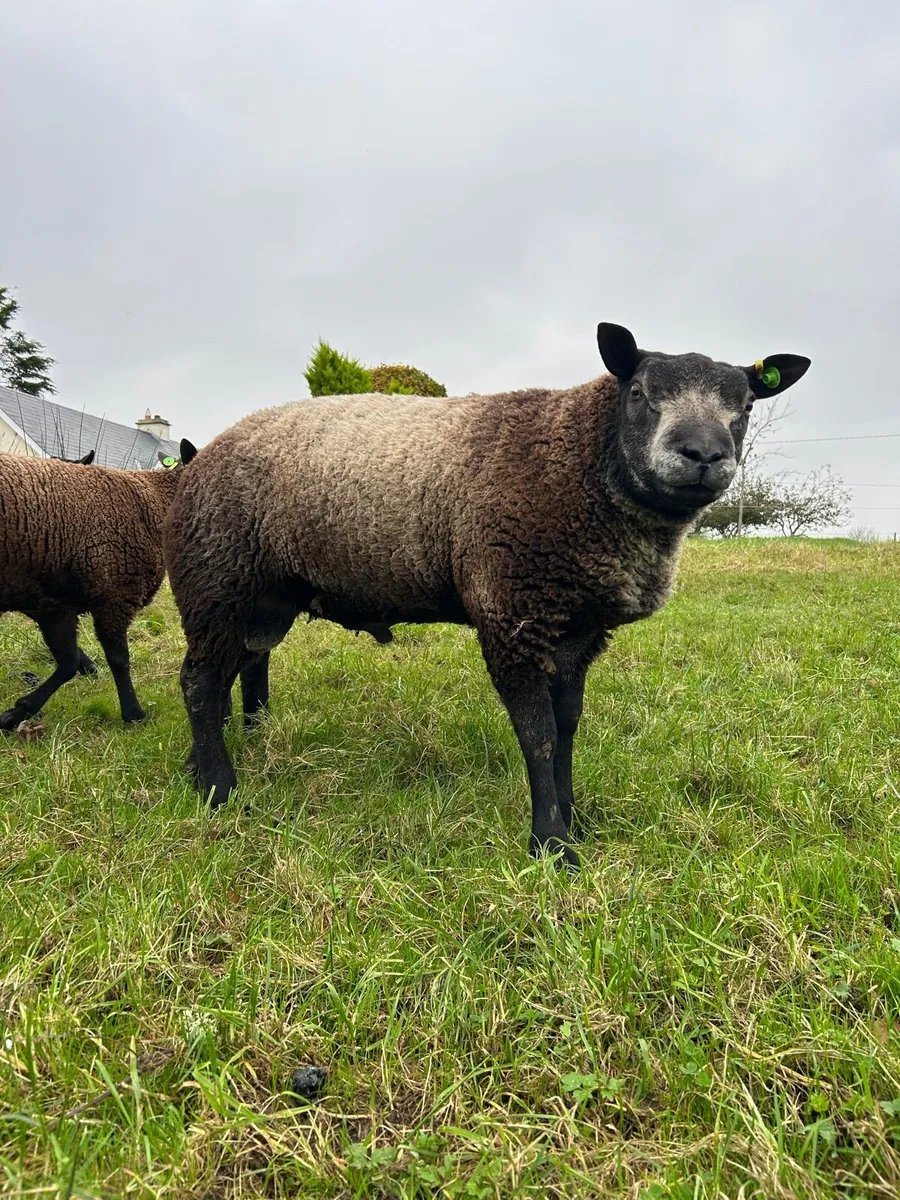 Blue Texel Rams- SIS Eligible - Image 3