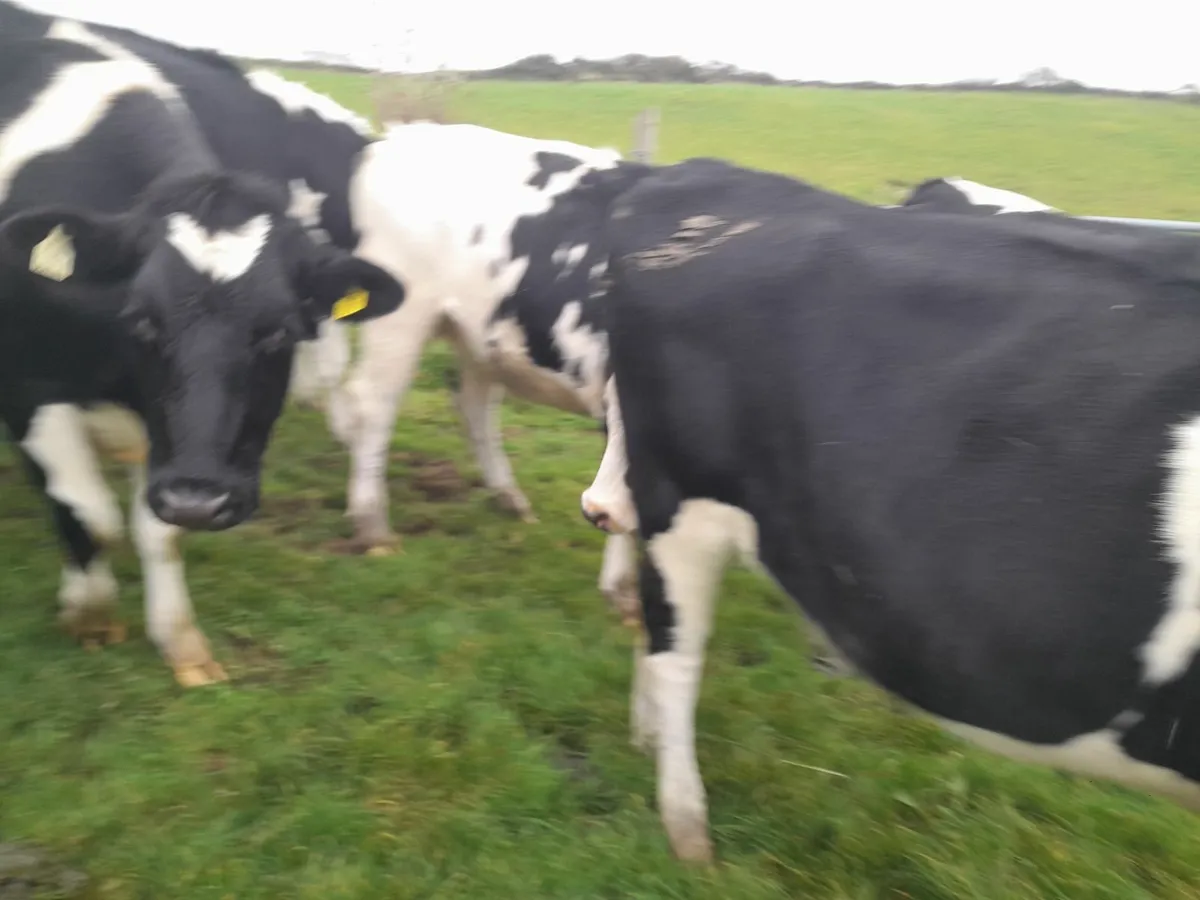 In calf heifers - Image 4