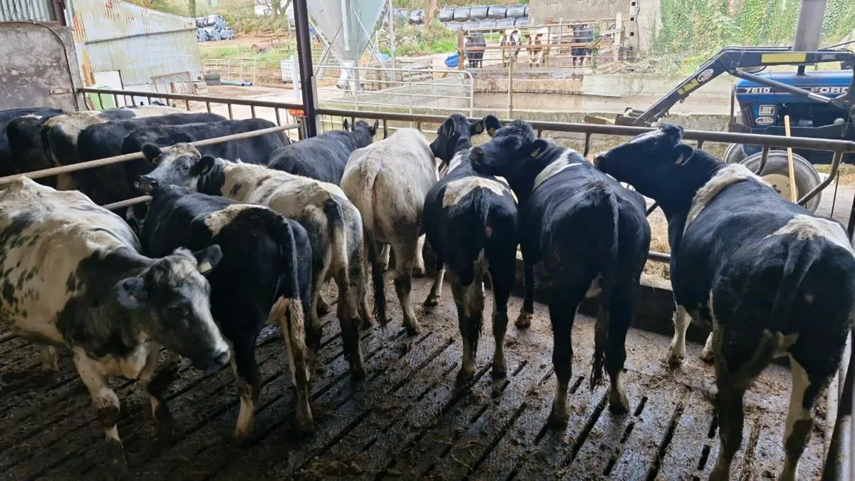 Dairy shorthorn heifers - Image 1