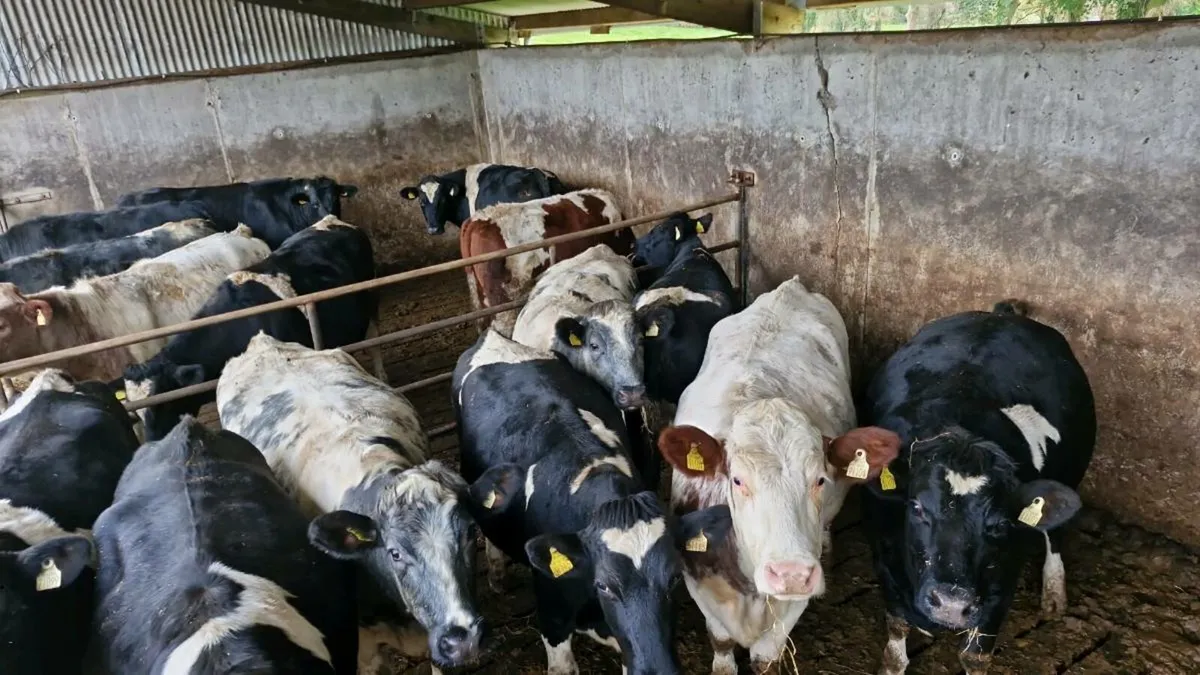Dairy shorthorn heifers - Image 3