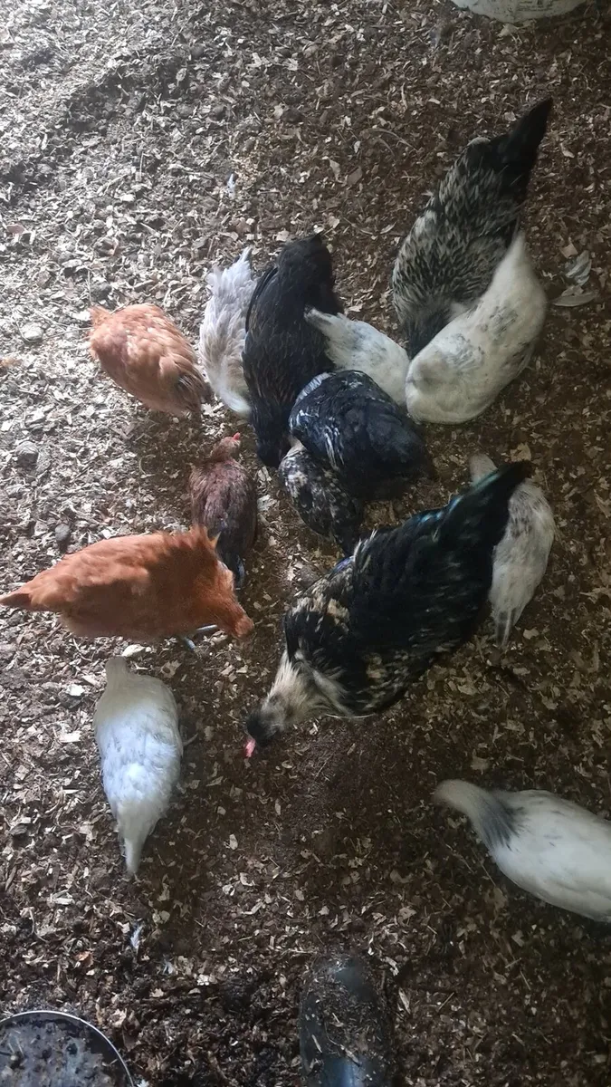 Hens - Image 1