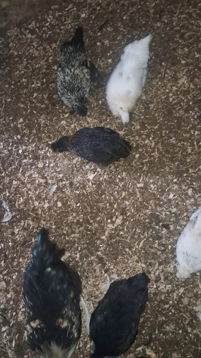 Hens - Image 2