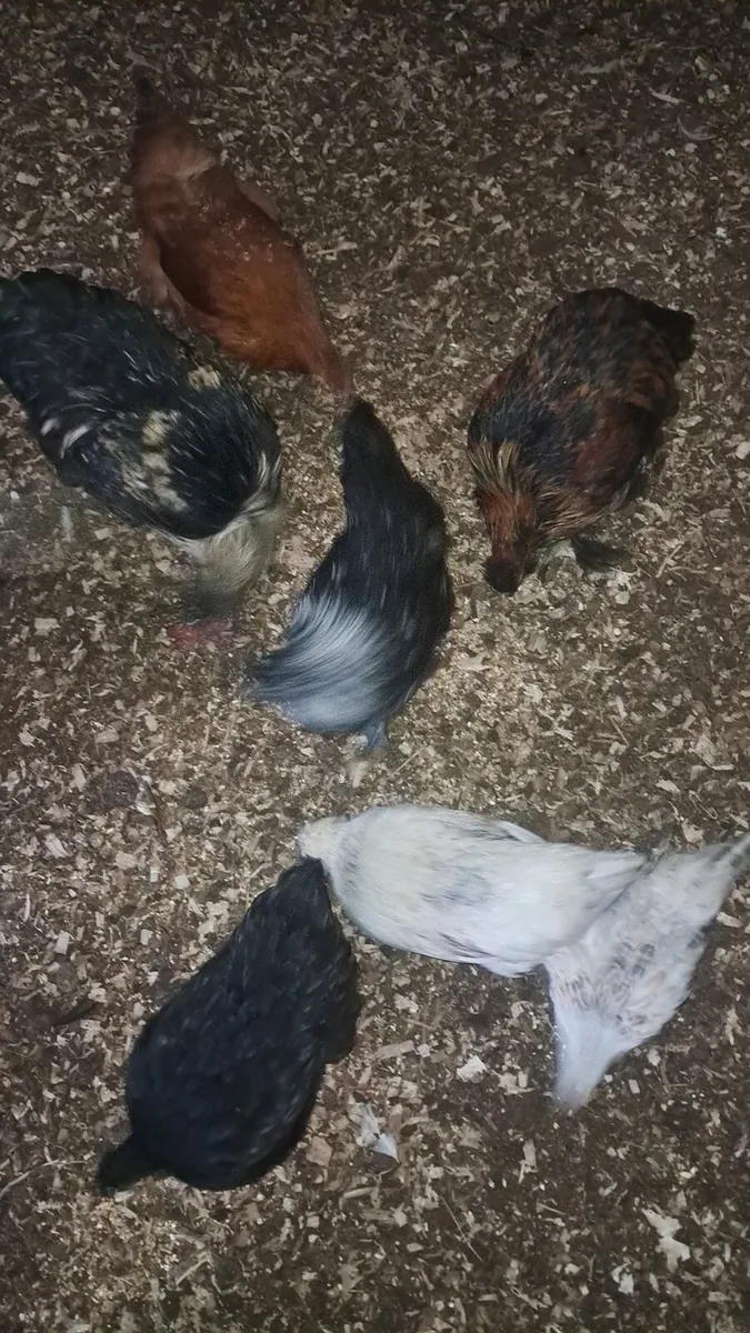 Hens - Image 3