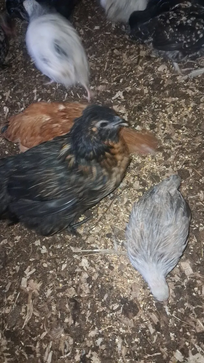 Hens - Image 4