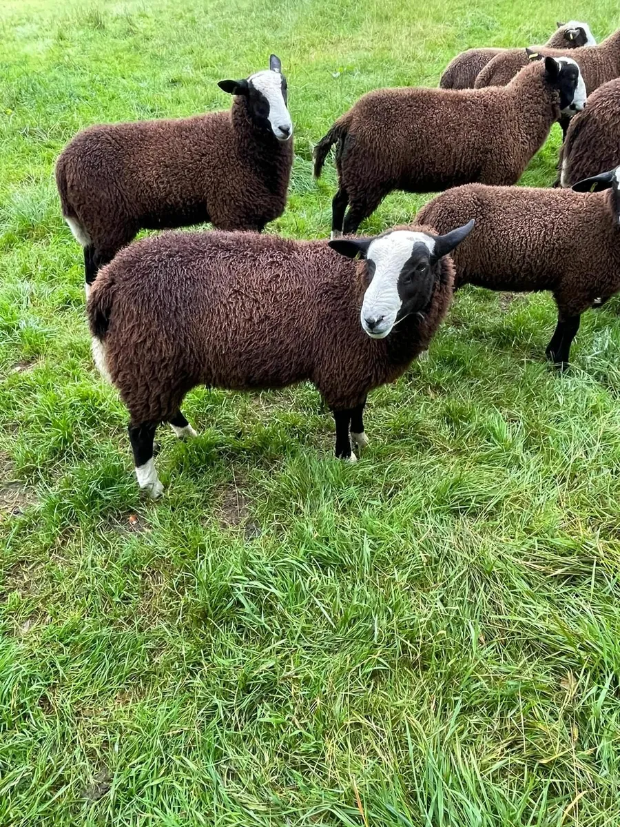 Zwartble sheep - Image 1