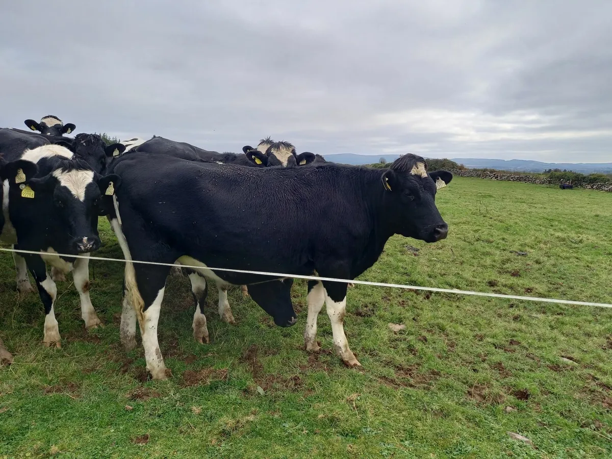 In Calf Heifers Home Bred to Sell - Waterpark Herd - Image 3