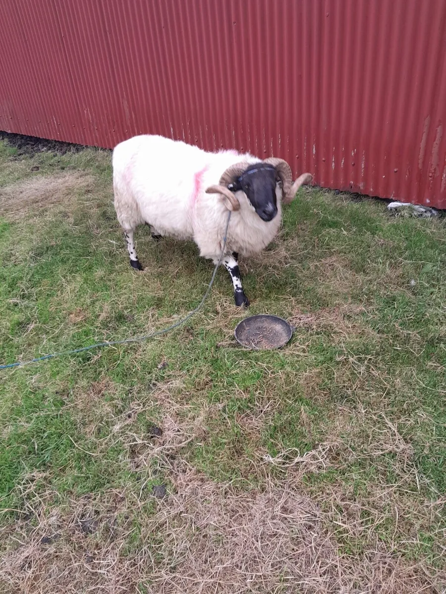 Blackface horny hoggets ram - Image 1