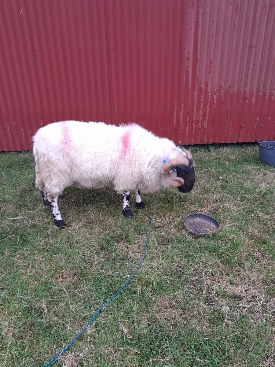 Blackface horny hoggets ram - Image 2