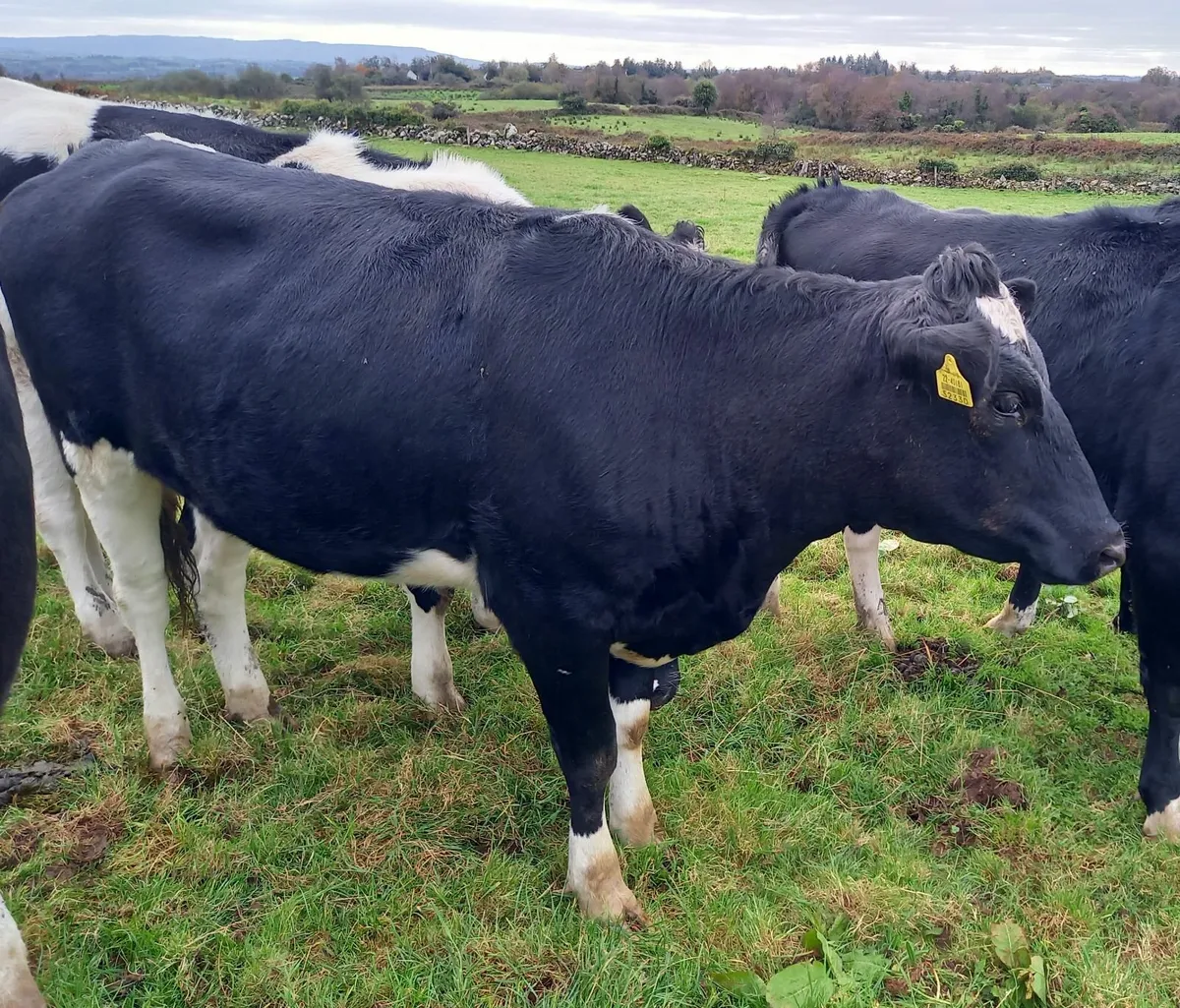 In Calf Heifers Home Bred to Sell - Waterpark Herd - Image 1