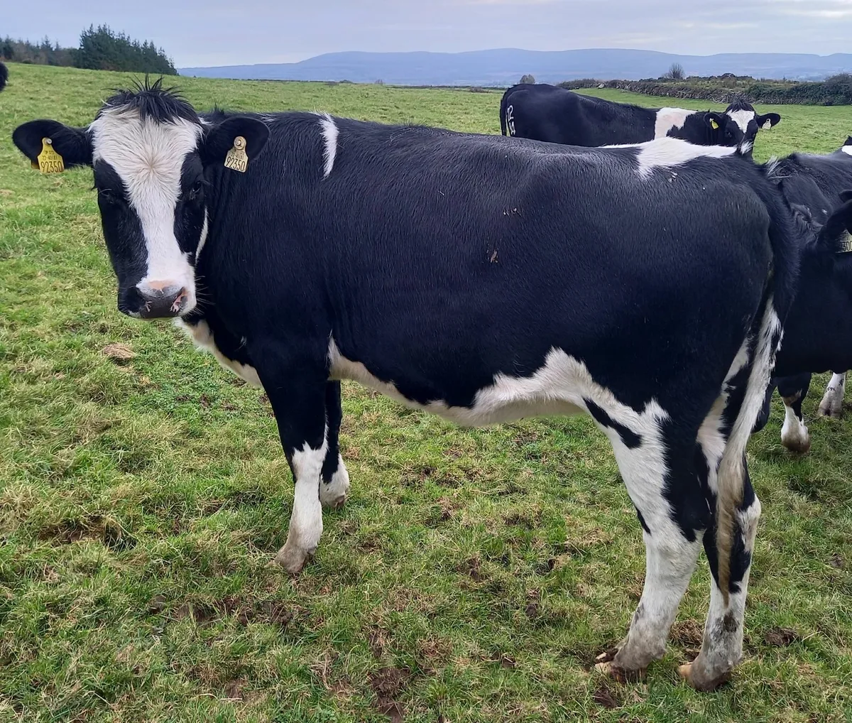 In Calf Heifers Home Bred to Sell - Waterpark Herd - Image 4