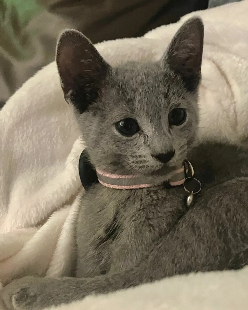 ✨ Russian Blue kittens – Vaccinated & Microchipped - Image 2