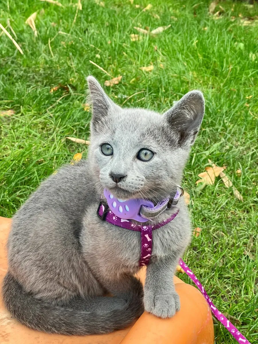 ✨ Russian Blue kittens – Vaccinated & Microchipped - Image 1