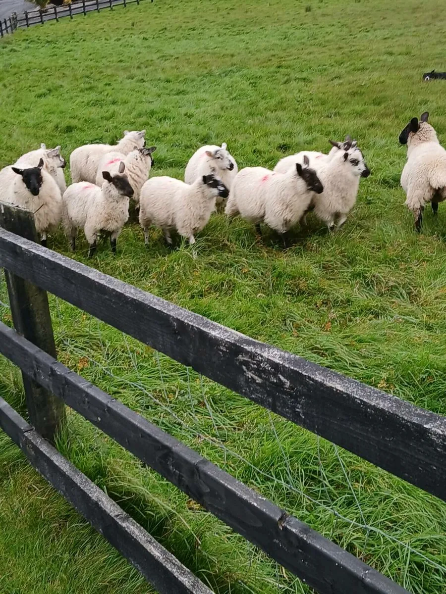 Ewe lambs - Image 1