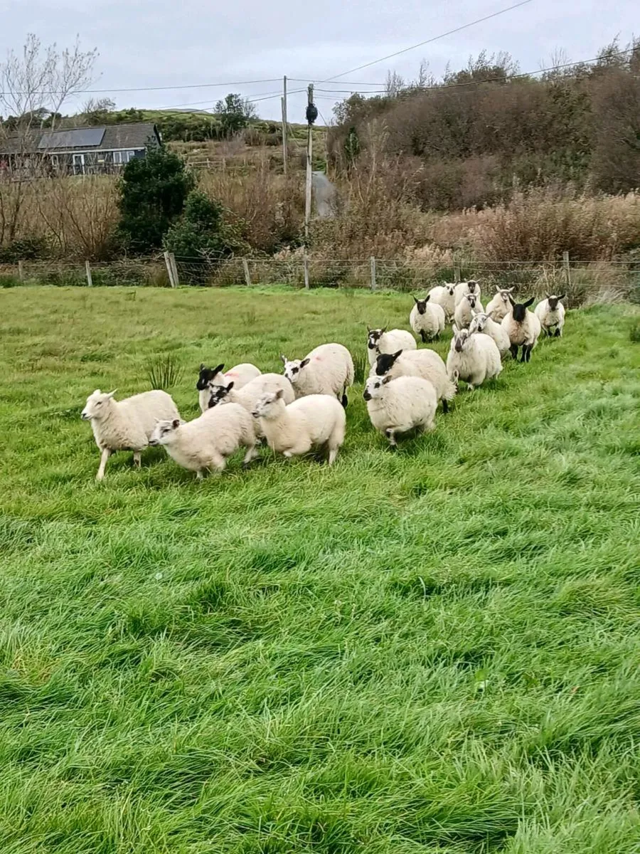 Ewe lambs - Image 2