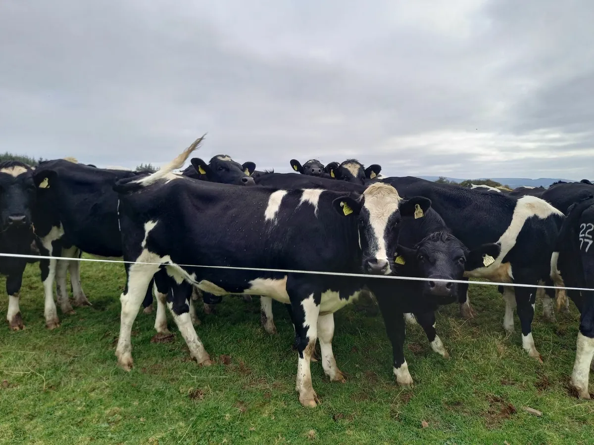 In Calf Heifers Home Bred to Sell - Waterpark Herd - Image 2