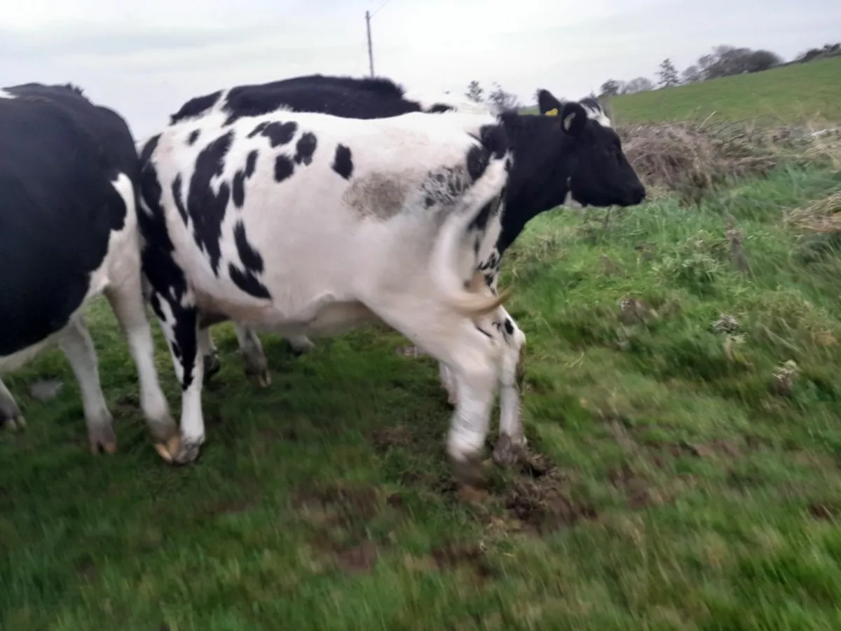 In calf heifers - Image 1
