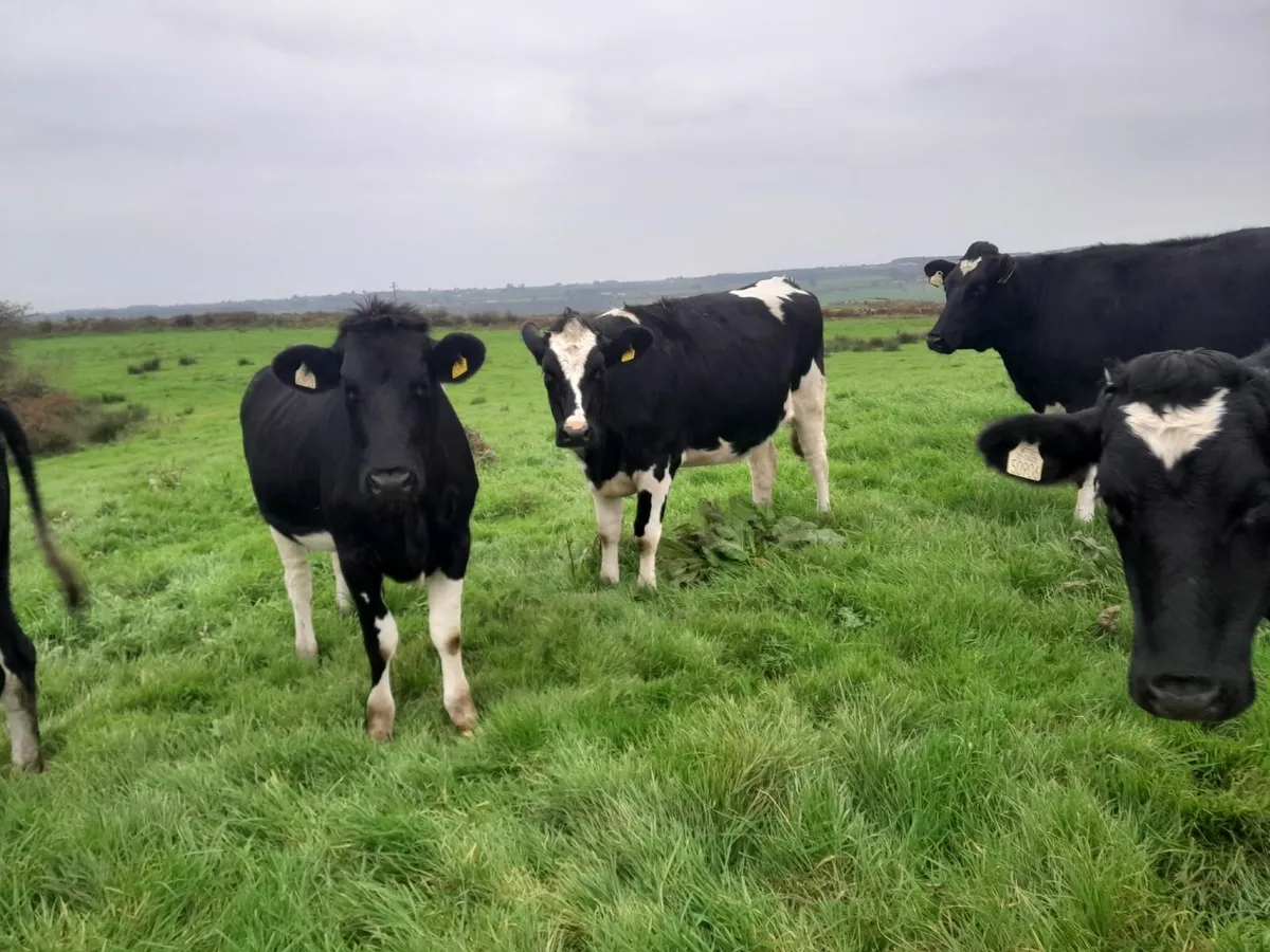 In calf heifers - Image 2