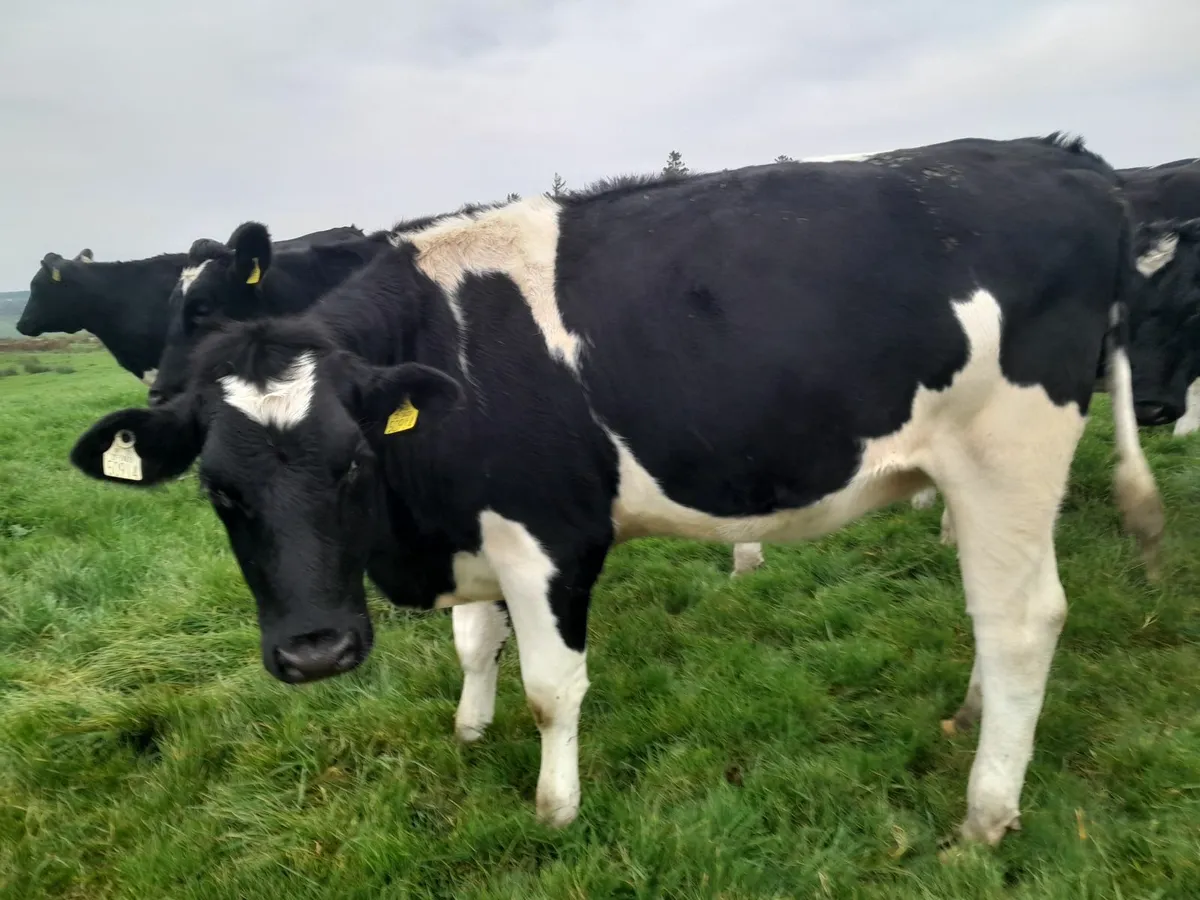 In calf heifers - Image 3