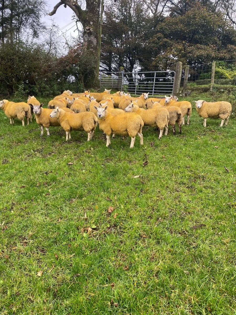 Texel X ewe lambs