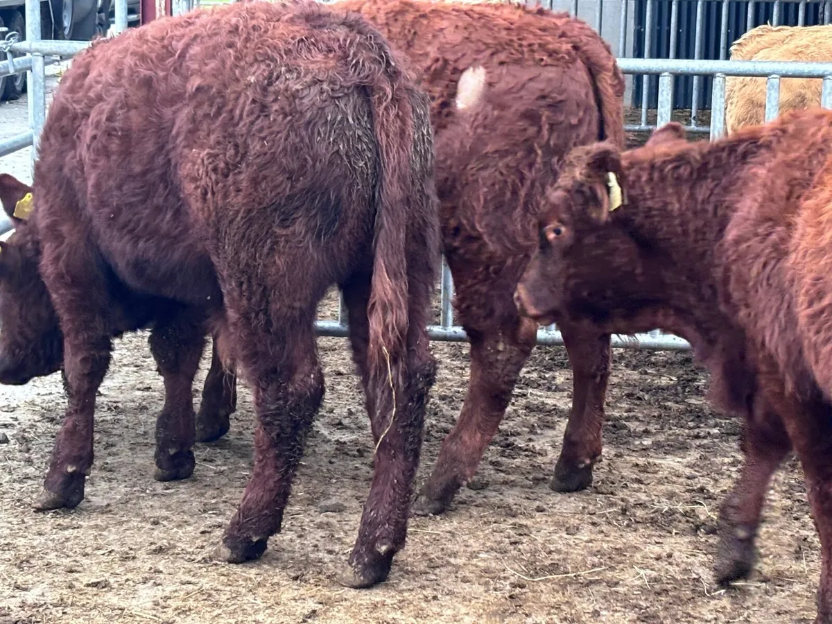 3 smashing red bull Weanlings for sale - Image 4