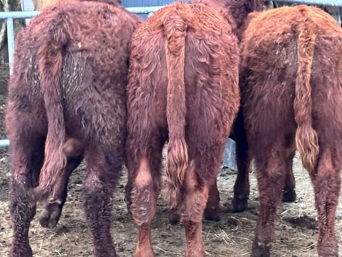 3 smashing red bull Weanlings for sale - Image 2