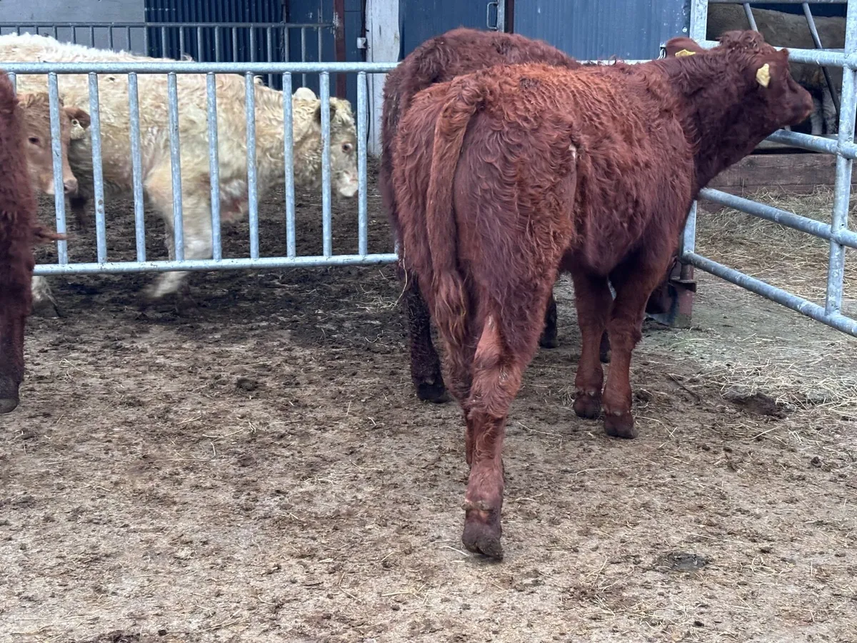3 smashing red bull Weanlings for sale - Image 3