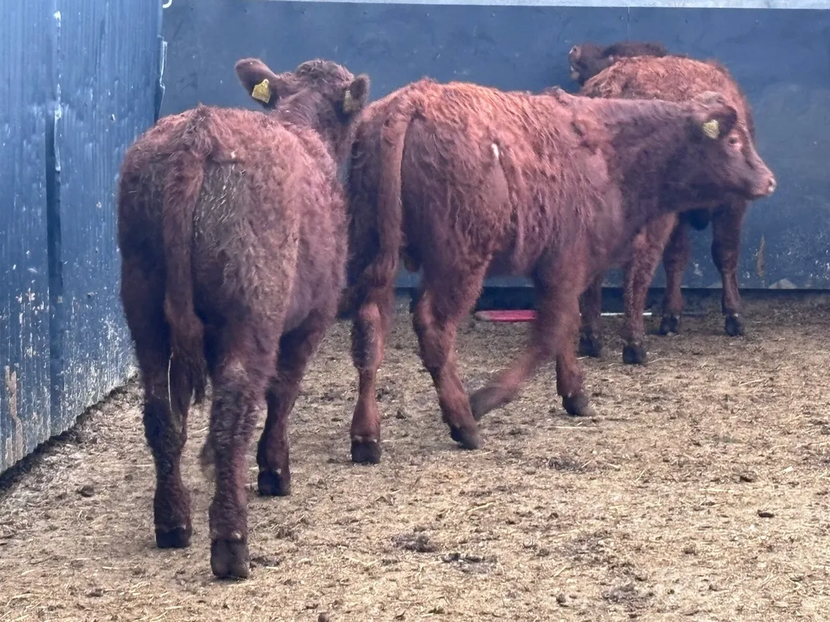 3 smashing red bull Weanlings for sale - Image 1