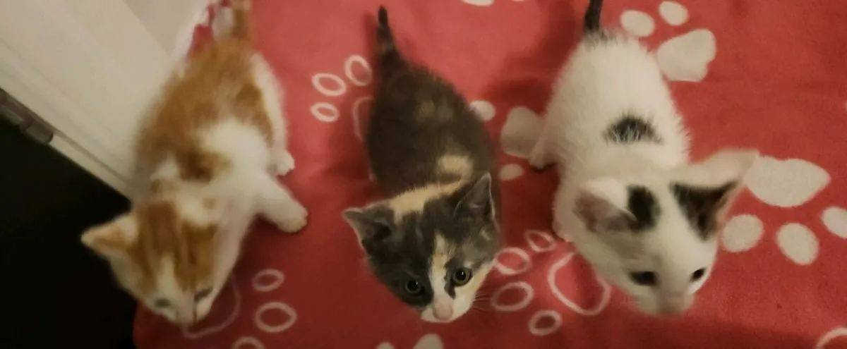 Kittens - Image 2