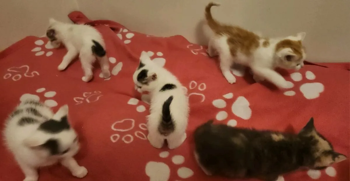 Kittens - Image 1