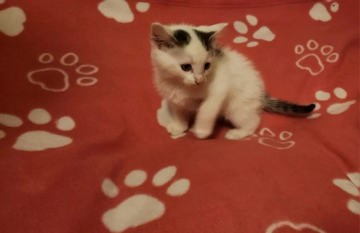 Kittens - Image 3