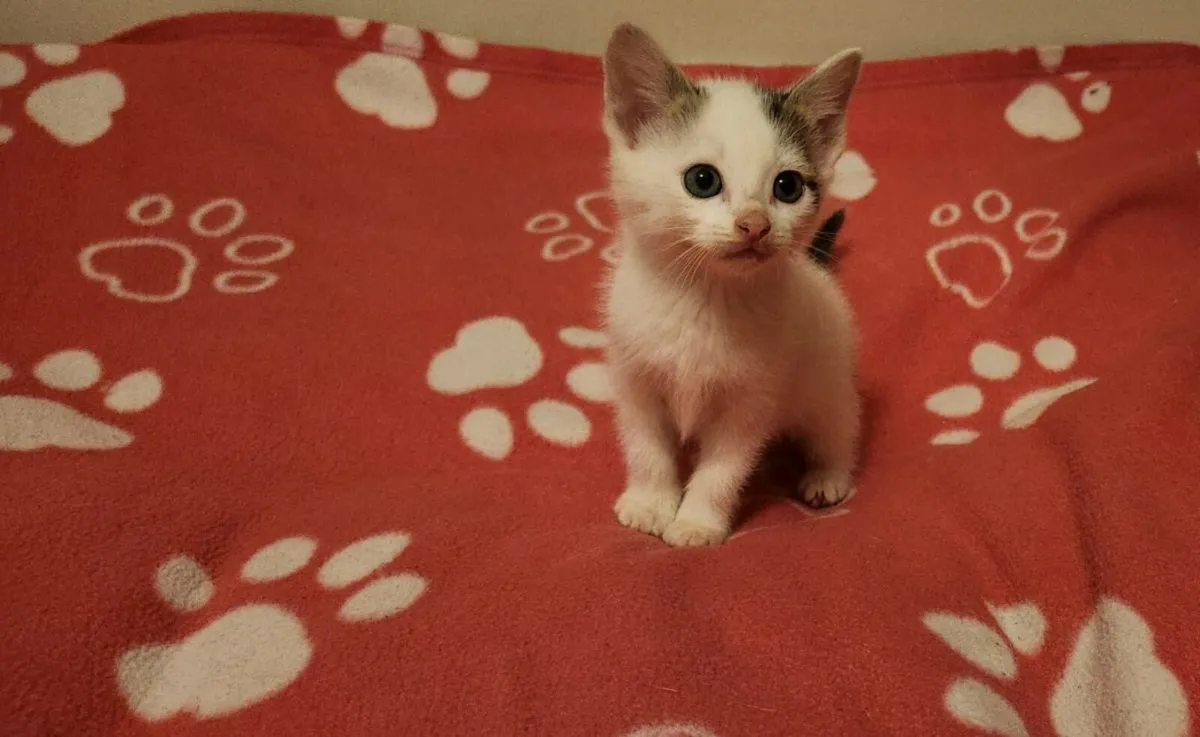 Kittens - Image 4