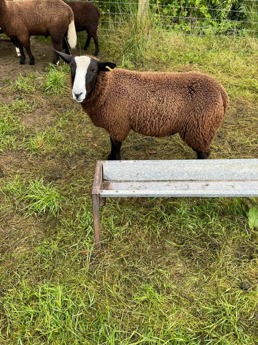 Zwartble sheep - Image 2