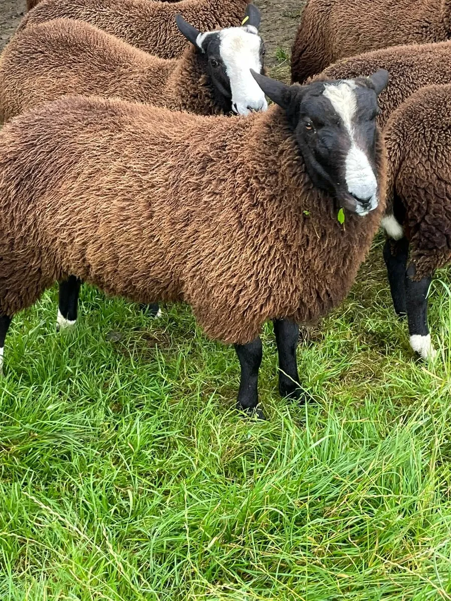 Zwartble sheep - Image 3