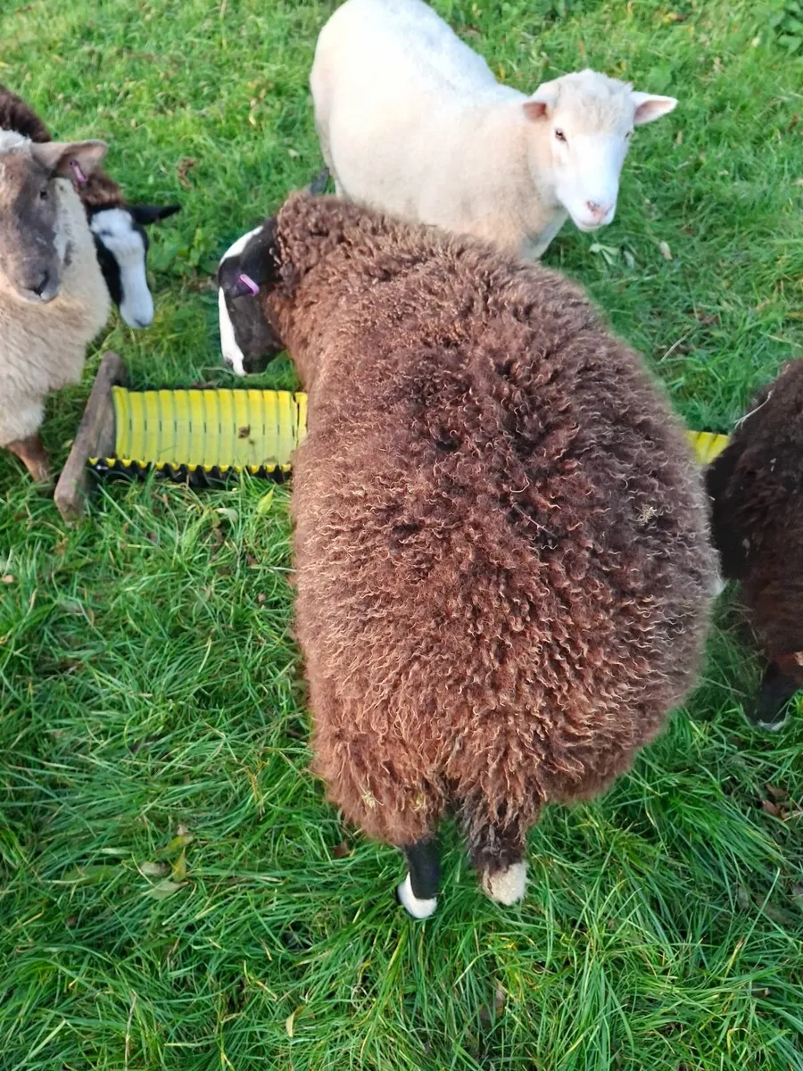 Zwartble sheep - Image 4