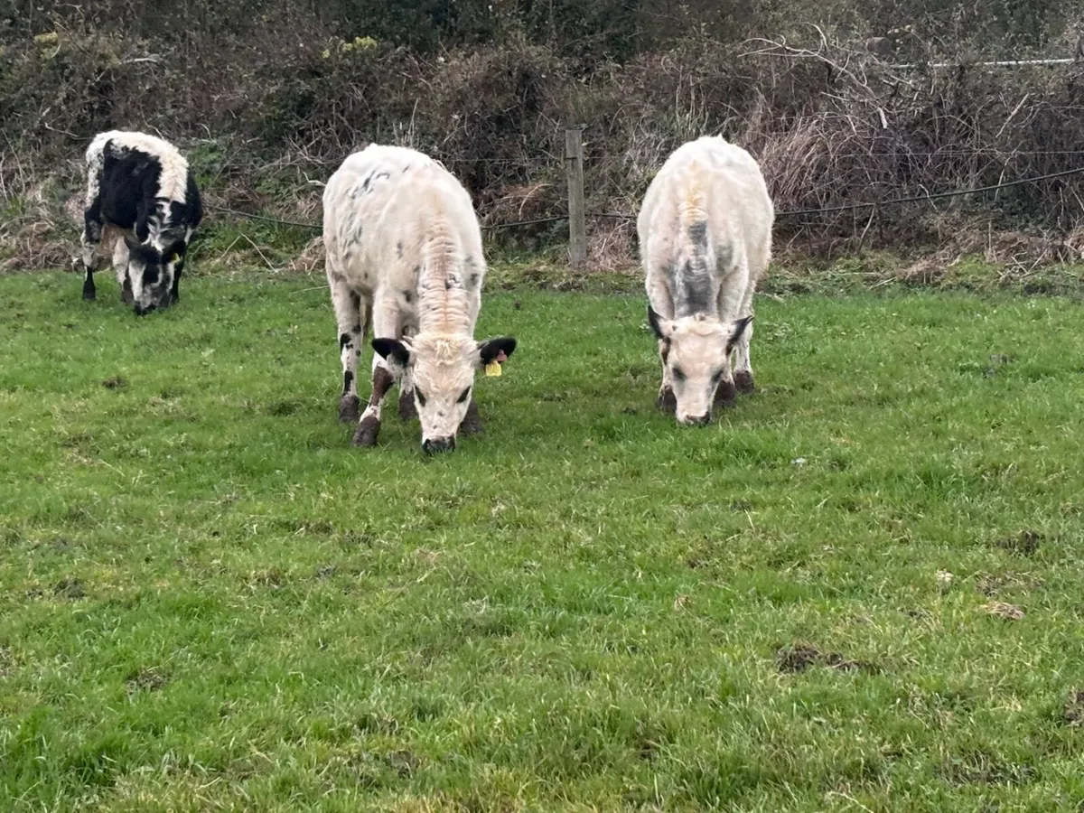 7 blue bull Weanlings for sale - Image 2